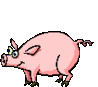 swinie02.gif