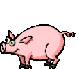swinie02.gif