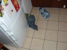 P1060819 - Kopia.JPG