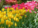 2009_0510Keukenhof0139.jpg