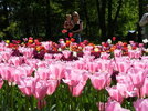 2009_0510Keukenhof0133.jpg