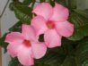 mandevilla.jpg mandevilla.jpg