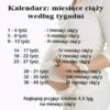 Kalendarz m-ca ciąży.jpg