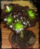 aeonium_58371361467274.jpg