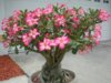 Adenium-obesum-Desert-Rose-Impala-Lily5.jpg