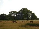 RICHMOND PARK-VI 2007.jpg