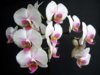 falenopsis-phalaenopsis.jpg falenopsis-phalaenopsis.jpg