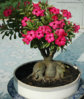 adenium-13.jpg