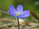 180px-Hepatica_no	.jpg
