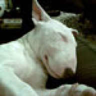 Bullynose
