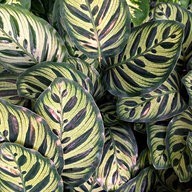 calathea