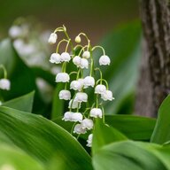 Lily of the Valley ©
