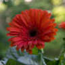 gerbera