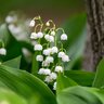 Lily of the Valley ©