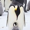 penguinlicious