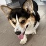 CorgiMama