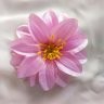 May_flower