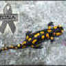 e.salamandra
