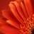 redbloom