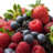 wildberry
