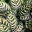 calathea