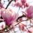 magnolia1505
