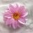 May_flower