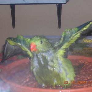 papug w kąpieli ;)